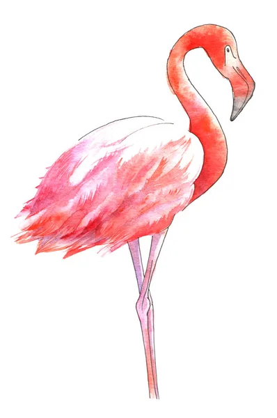Akwarela, malowany ptak. Flaming różowy kolor. — Zdjęcie stockowe