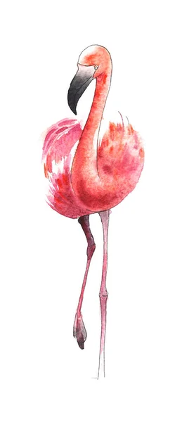 Ακουαρέλα ζωγραφισμένο πουλί. Η μεγαλύτερη φλαμίνγκο στο χρώμα. — Φωτογραφία Αρχείου