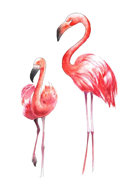 Aquarel geschilderd vogel. De grotere flamingo in kleur. — Stockfoto