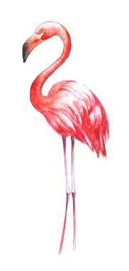 Suluboya kuş boyalı. Renkli büyük flamingo.