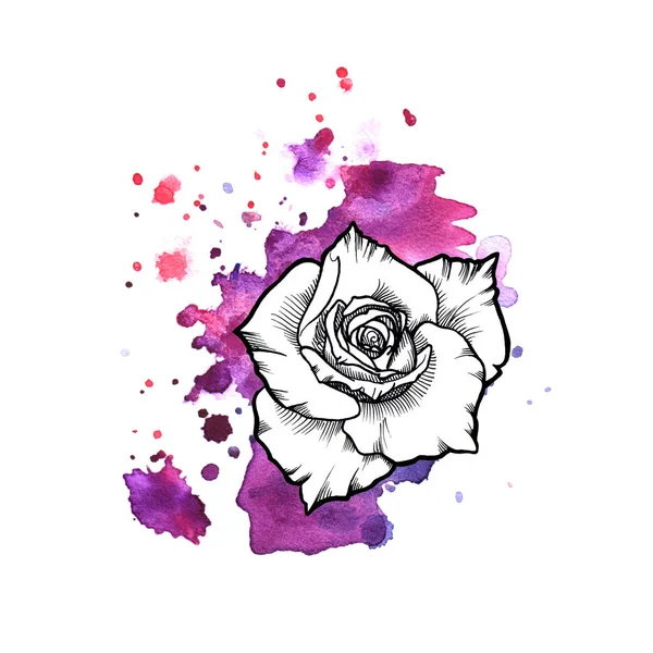 Яскраво-фіолетовий безформний акварельний колір. Роза чорнила квіткова лінія графічна — стокове фото