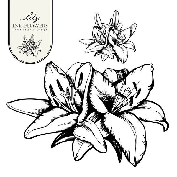 Flor de boceto estilo línea tinta negra. Alstroemeria pintada a mano . — Vector de stock