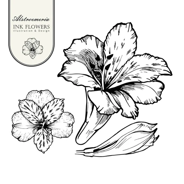 Schwarze Tusche Linie Stil Skizze Blume. Handbemalte Alstroemeria. — Stockvektor