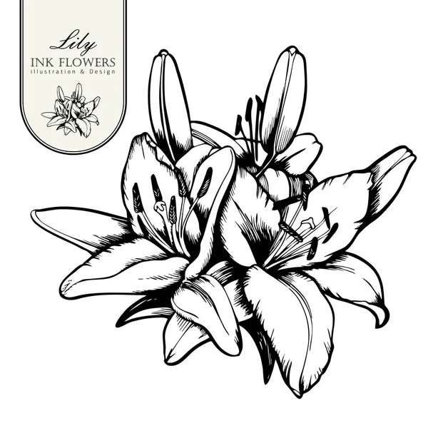 Flor de boceto estilo línea tinta negra. Alstroemeria pintada a mano . — Archivo Imágenes Vectoriales