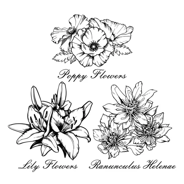 Vektor Blumen Bouquet Set Mohn, Lilie, Hahnenfuß helenae. handgezeichnete Tuscheillustration. — Stockvektor