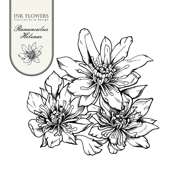 Handgezeichnete Vektorbotanik Illustration seltener Blumen Hahnenfuß helenae. — Stockvektor