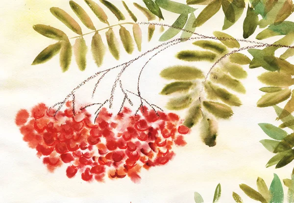 녹색 잎 붉은 완의 분기입니다. 손-그린 수채화 그림. — 스톡 사진