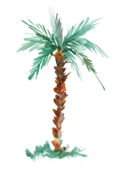 Palm. Suluboya kroki. Çizilmiş illüstrasyon izole beyaz arka plan üzerinde — Stok fotoğraf