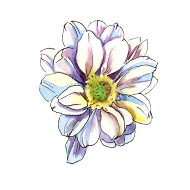 Beyaz Krizantem. Renkli el suluboya resim çekilmiş. Beyaz arka plan üzerinde izole