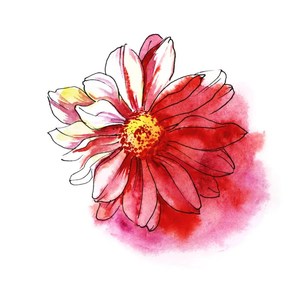 Червона хризантема. Кольорові ручні акварельні ілюстрації. Ізольовані на білому тлі — стокове фото