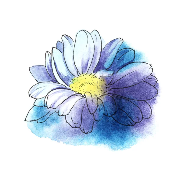 蓝色菊花。彩色手绘水彩插图。隔离在白色背景上 — 图库照片