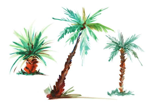 Palme. Aquarellskizze. handgezeichnete Illustration isoliert auf weißem Hintergrund — Stockfoto