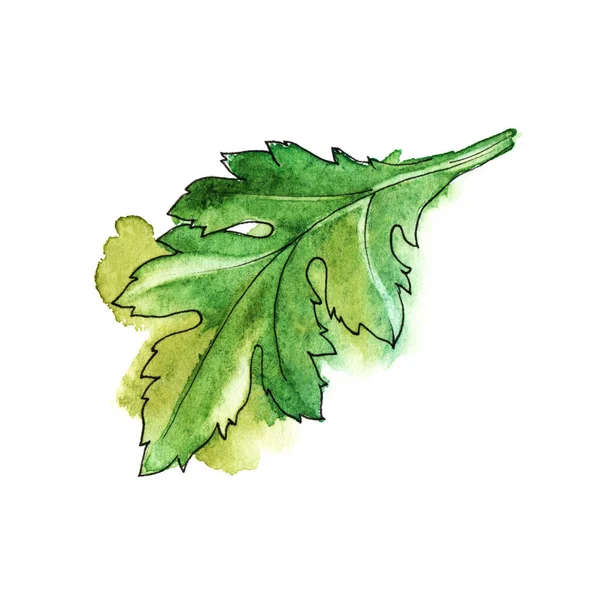 국화의 잎 색된 손 수채화 그림을 그려. 흰색 배경에 고립 — 스톡 사진