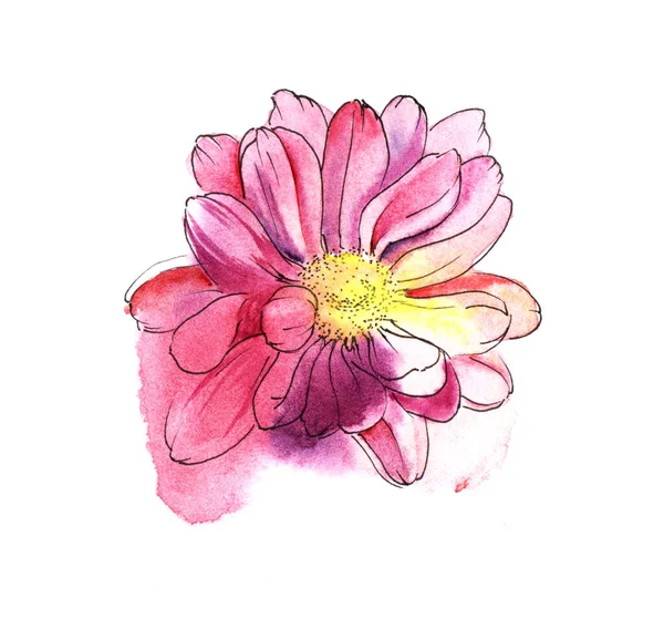 Rosa krysantemum. Färgade hand dras akvarell illustration. Isolerad på vit bakgrund — Stockfoto