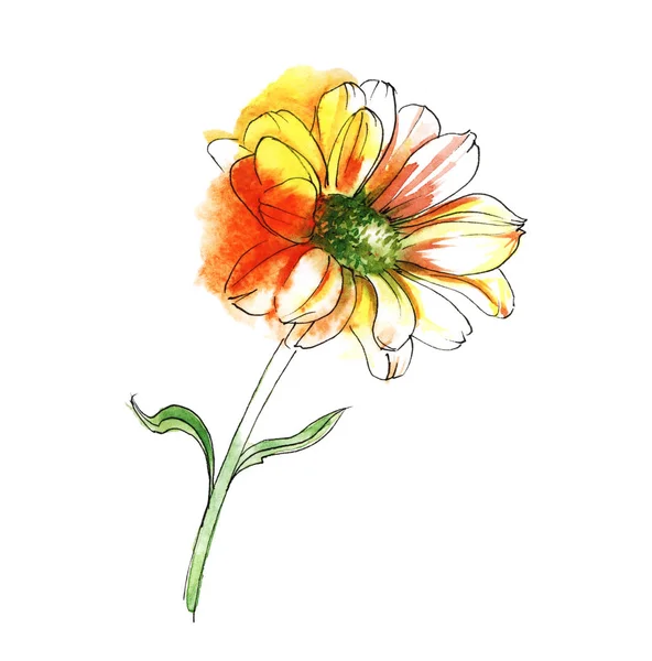 Crisantemo amarillo. Ilustración de acuarela dibujada a mano en color. Aislado sobre fondo blanco —  Fotos de Stock