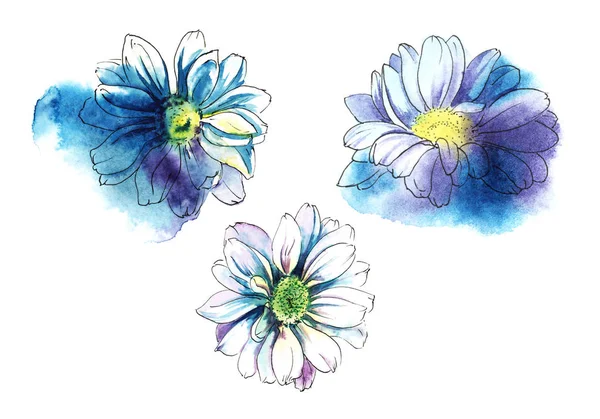 Conjunto decorativo de flores de crisântemo. Esboço aquarela. Ilustração desenhada à mão — Fotografia de Stock