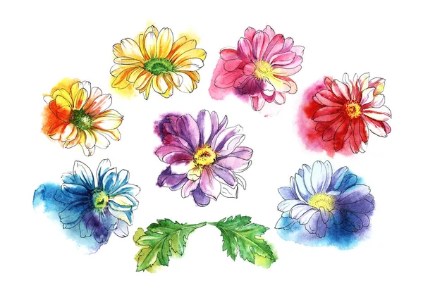 Decorative set of chrysanthemum flowers and leafs. Watercolor sketch. Hand-drawn illustration