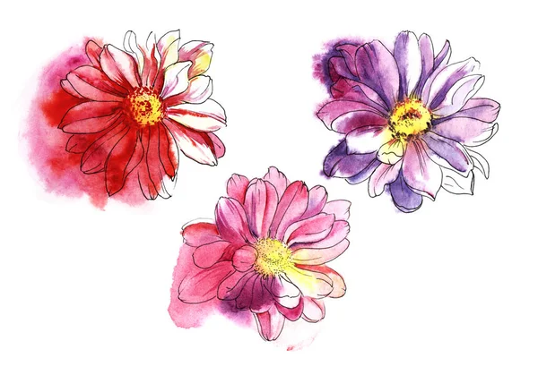 Conjunto decorativo de flores de crisantemo rojo. Esbozo de acuarela. Ilustración dibujada a mano —  Fotos de Stock