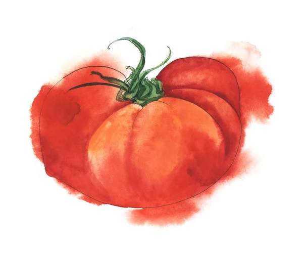 Tomate vermelho suculento maduro. ilustração aquarela desenhada à mão em papel molhado — Fotografia de Stock