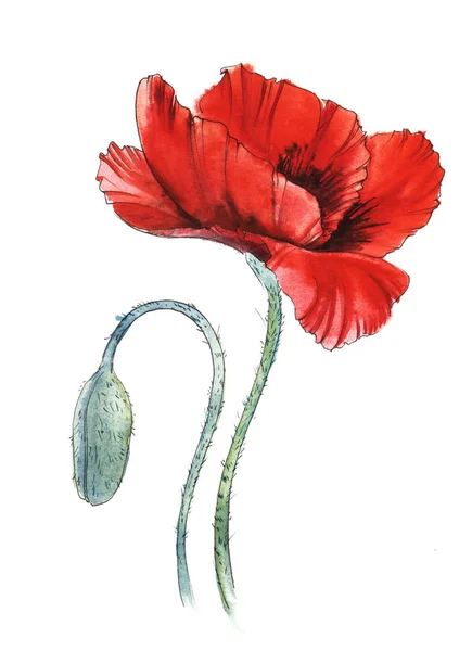 两个装饰元素。红花绽放罂粟。绿色罂粟花蕾。手绘水彩插图 — 图库照片