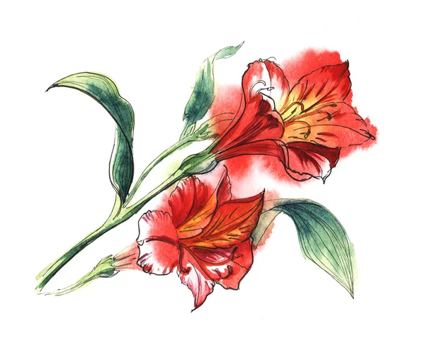 Röd Alstroemeria två ljusa blommor med gul tiger centrerar på den gröna grenen. Handritade akvarell illustration — Stockfoto