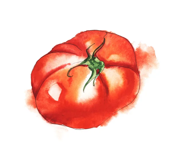 Зрізати соковитий червоний помідор. Мальована ілюстрація акварелі вручну на мокрій папері — стокове фото