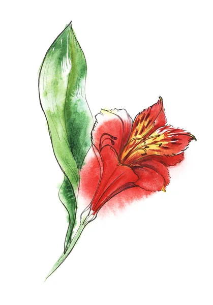 Red Alstroemeria flor brilhante com tigre amarelo centra-se no ramo verde. ilustração aquarela desenhada à mão — Fotografia de Stock