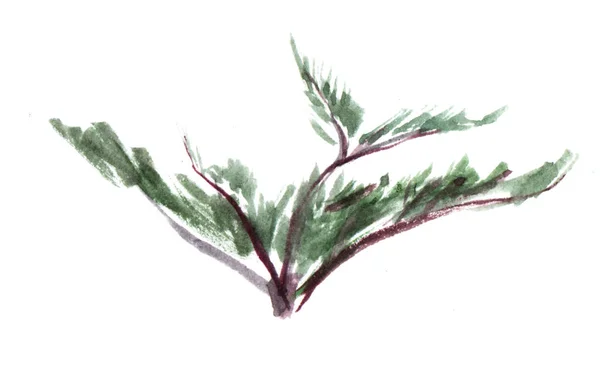투자의 상록 식물의 작은 덤불. 손으로 그린 수채화 스케치 일러스트. — 스톡 사진