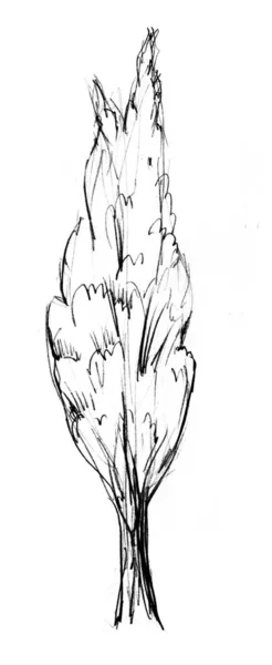 Primavera esbelta alto álamo piramidal ou cipreste. Desenho a mão ilustração em preto e branco sobre fundo branco . — Fotografia de Stock