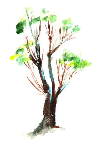 A borostyán borított régi Tavaszi fa, egy vastag törzs és görbe ágak. Kézzel rajzolt akvarell illusztráció. — Stock Fotó