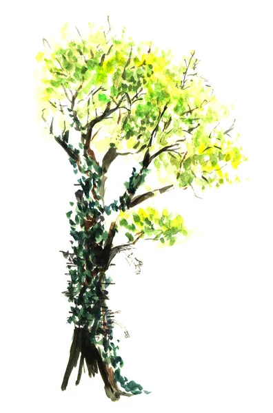 Un vieil arbre de printemps recouvert de lierre avec un tronc épais et des branches tordues. Illustration aquarelle dessinée à la main . — Photo