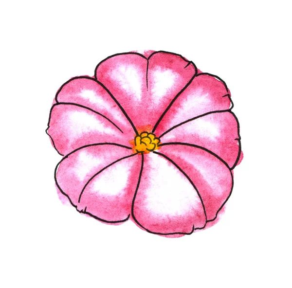 Flores rosadas pulcras con un centro amarillo. Ilustración de acuarela dibujada a mano sobre fondo blanco . —  Fotos de Stock