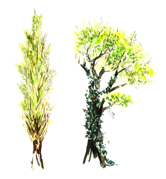 Készlet két borostyán borított régi Tavaszi fa egy vastag törzs és görbe ágak. Kézzel rajzolt akvarell illusztráció. — Stock Fotó
