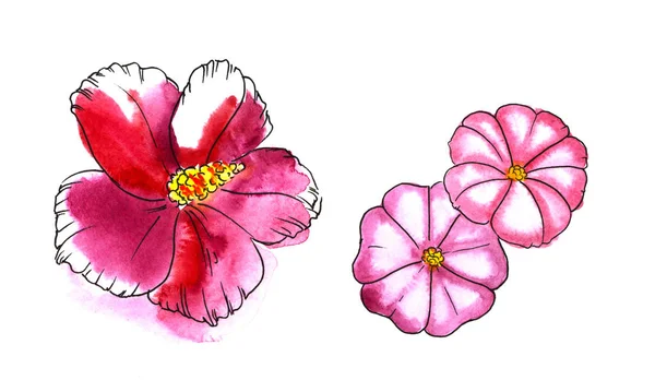 黄色の中心を持つきちんとしたピンクの花の2種類。白い背景に手描きの水彩画のイラスト. — ストック写真