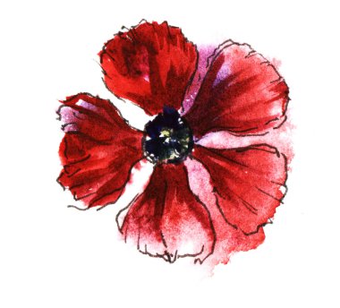 Beyaz arka planda izole beş yaprakları ile kırmızı çiçek kafası. Suluboya el çizilmiş boyama. Kağıt dokusu üzerinde ıslak Mürekkep etkisi ile fırça kontur çiçek illüstrasyon. Üst görünüm.