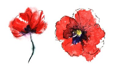 Beyaz arka planda izole dört yaprakları ile iki kırmızı çiçekler. Suluboya el çizilmiş üst ve haşhaş çiçek ön görünümü. Kağıt dokusu üzerinde ıslak Mürekkep etkisi ile fırça kontur çiçek illüstrasyon.