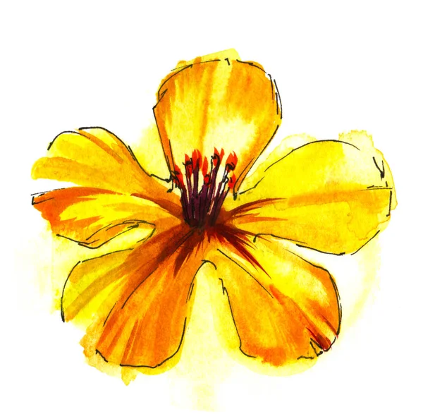 Färgglada gula gradient blomma huvudet med fem kronblad och orange ståndare isolerade på vit bakgrund. Akvarell handritad målning. Penseldrag blommig illustration med papper textur. Uppifrån och. — Stockfoto