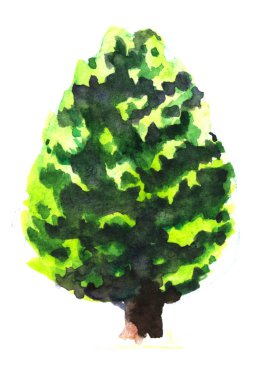 Kalın koyu kahverengi gövde ve yemyeşil degrade yeşil taç ile tek yaprak döken ağaç. Beyaz arka planda yalıtılmış el çizilmiş boyama. Kağıt doku üzerinde suluboya botanik illüstrasyon.