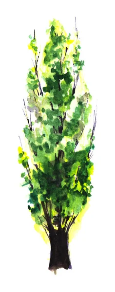 暗いコーン形の幹と珍しいピラミッドのグラデーショングリーンの王冠を持つ単一の背の高い木。白い背景に隔離されたヒノキの絵。紙の質感に描かれた水彩画の手描きの植物図. — ストック写真