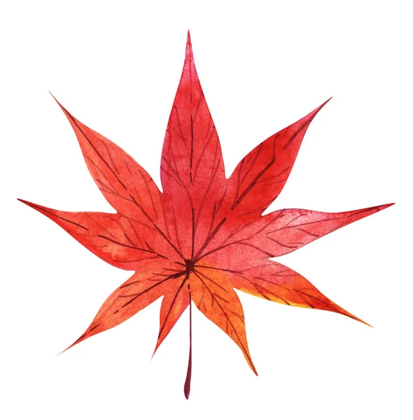 Jesienny liść klonu. Czerwony gradient z ciemnymi żyłami. Ręcznie rysowane akwarela ilustracji. Element wyizolowany na białym tle. — Zdjęcie stockowe