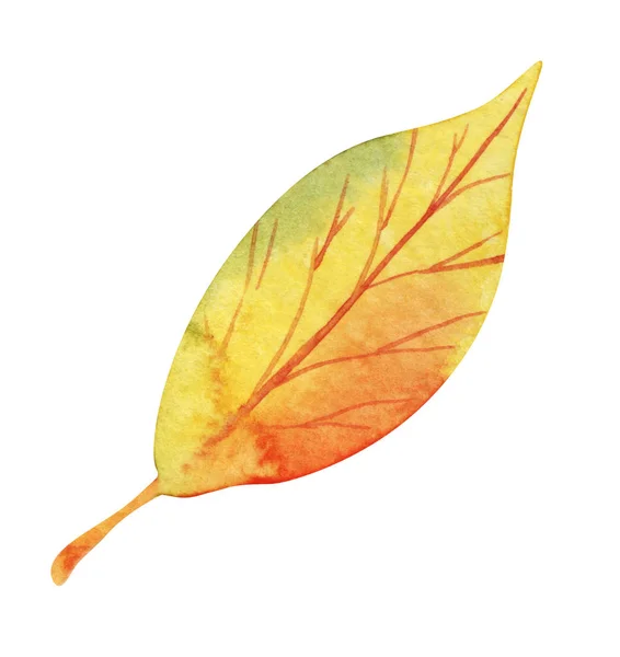 Autumn leaf. Red yellow green gradient with dark veins. Hand drawn watercolor illustration. Element isolated on white background. — Stock Photo, Image