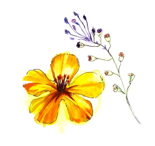 黄梯度五瓣花和封闭芽植物分离在白色背景上。花的发展阶段。水彩手绘。在纸张纹理上刷描边花卉插图 — 图库照片