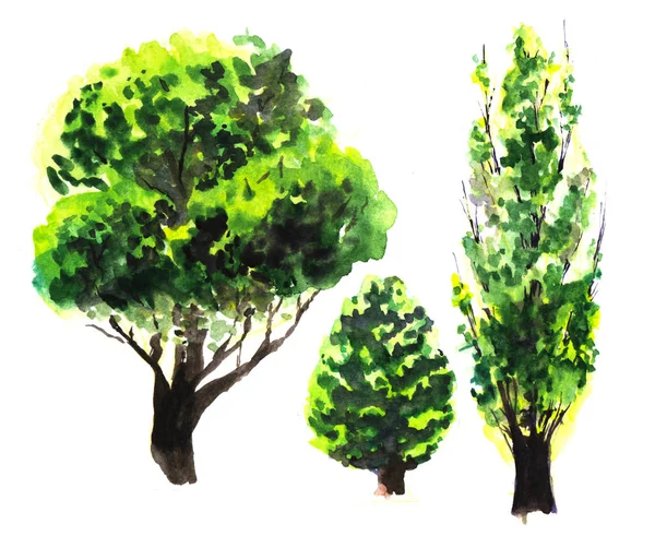 Conjunto de plantas exuberantes verdes brilhantes abstratas, arbusto, coníferas e decíduas, com troncos castanhos escuros. Elementos naturais isolados sobre fundo branco. Ilustração desenhada à mão aquarela sobre textura de papel . — Fotografia de Stock