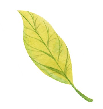 Sonbahar yaprağı. koyu damarlar ile sarı yeşil degrade. Elle çizilmiş suluboya illüstrasyon. Beyaz arka planda yalıtılmış öğe.