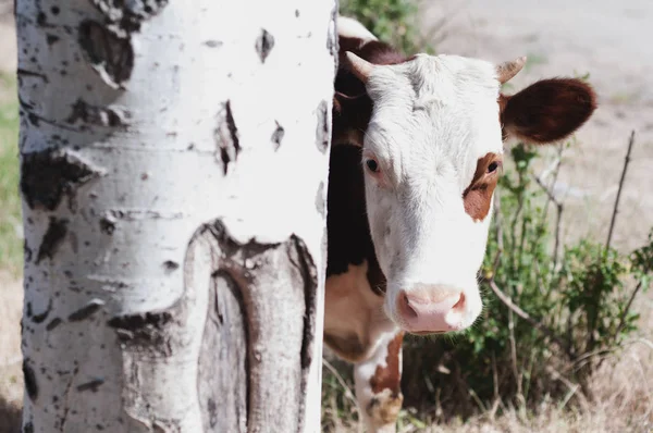 Beautiful Young Cow Peeks Out Tree — Stock Photo, Image