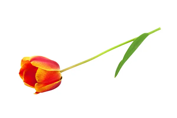 Pojedynczy Świeży Tulipan Czerwony Żółty Kolor Jednego Zielonego Łodygi Liści — Zdjęcie stockowe