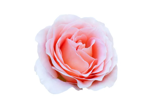 Jedna Piękna Cała Głowa Kwiat Róży Liści Gradientu Koloru Brzoskwini — Zdjęcie stockowe
