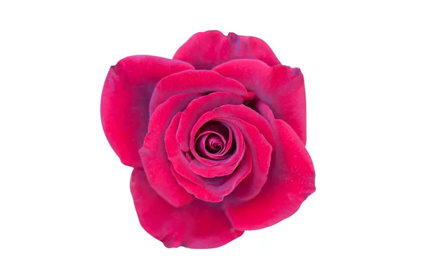 Jeden Piękny Cały Kwiat Kwiatów Aksamitna Czerwona Róża Dużą Ilością — Zdjęcie stockowe