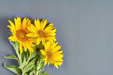 Gri beton üzerinde sarı yaprakları ile çiçek açan ayçiçeği Güzel buket. Metin için boşluk. Üstte görüntü