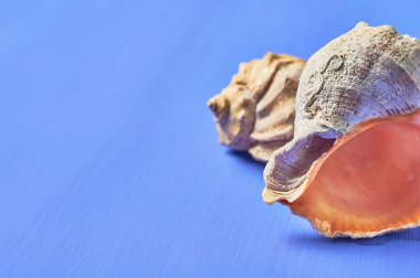 Mavi çizik beton üzerinde güzel boş deniz kabukları çifti. Metin için alan